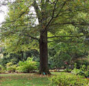 Tree Service Doylestown Landsdale Montgomeryville