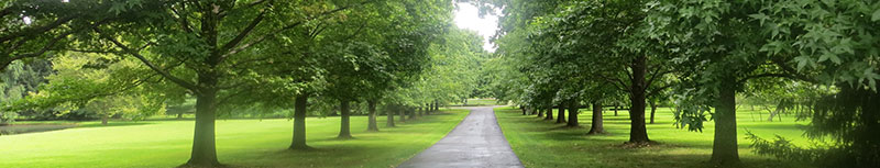 Tree Root Problems, Root Collar Services Bucks County Montgomery County