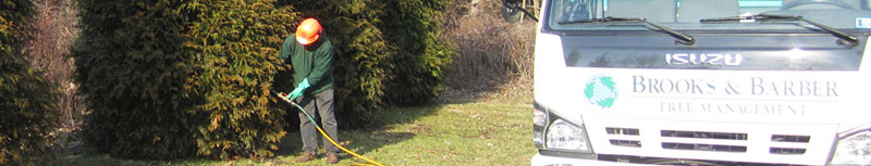 Tree Fertilization Shrub Fertilization Bucks County Montgomery County