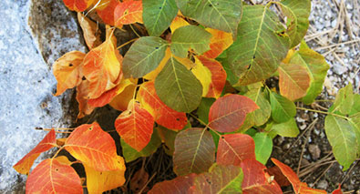 Stump Grinding Bucks Montgomery County