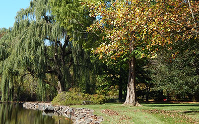 Tree Removal Bucks Montgomery County