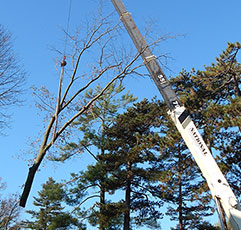 Tree Removal Bucks County Montgomery County