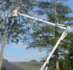 Tree Pruning Bucks County Montgomery County