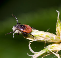 Tick Management, Tick Spraying Bucks County Montgomery County