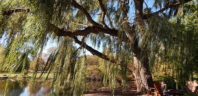 Bucks County Tree Care